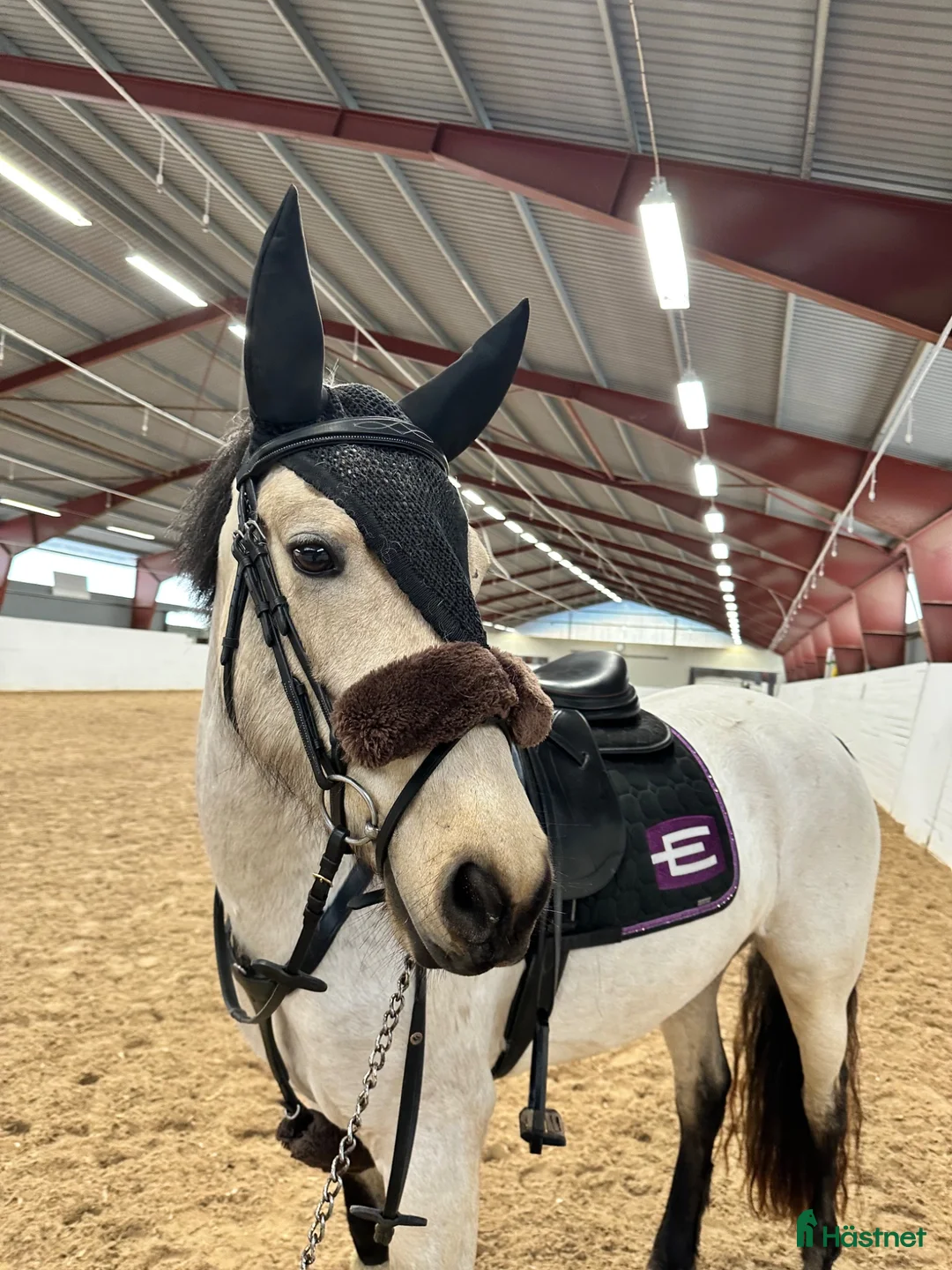 Hoppning hästar till salu: Sockersött 5-årigt svenskfött Connemarasto - Annons 2