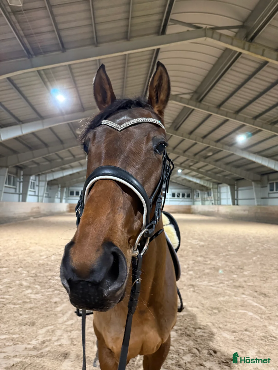 Allround hästar till salu: RESERVERAD- Världens bästa unghäst söker hem - Annons 4