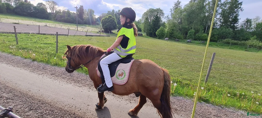 Allround hästar till salu: RESERVERAD Mysig shettiskille i större modell - Annons 4