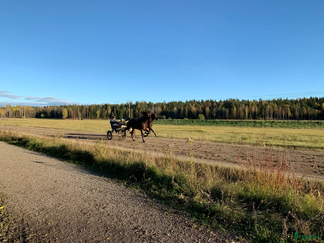  stallplats finnes: Stall med bra rid/körvägar, lång utevistelse i Tungelsta - Annons 11