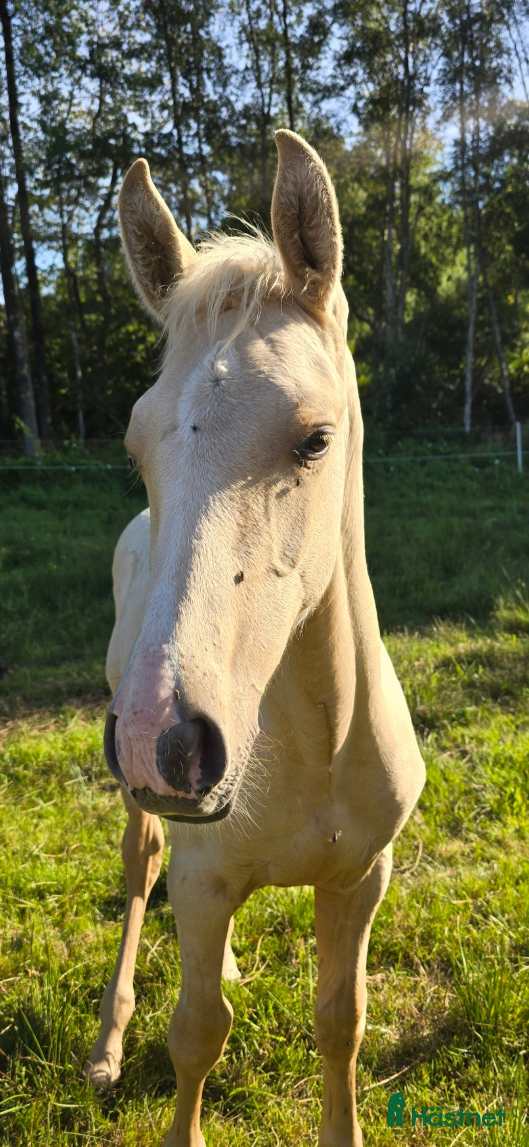 Dressyr hästar till salu:  PRE kille för den kräsna 💙 Palomino. Passa på i Veddige - Annons 26