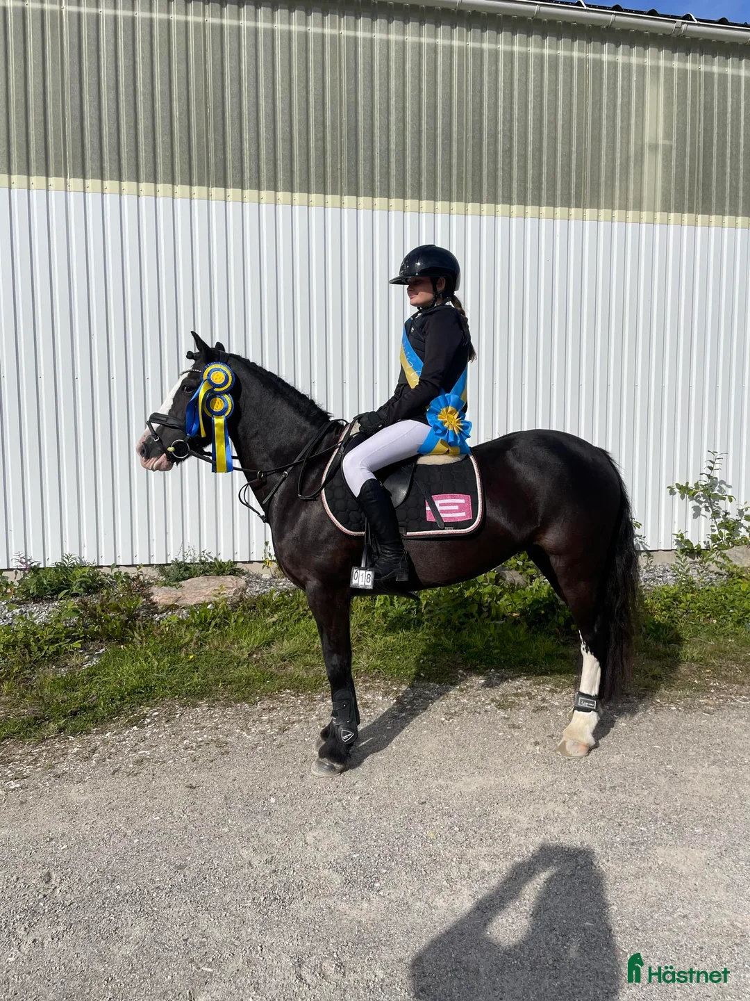 Hoppning hästar till salu: ROSETTPLOCKARE 🏆🥇 i Fagersta - Annons 1