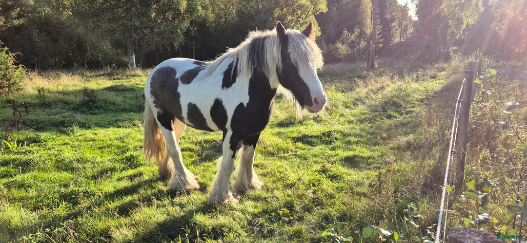 Sällskap hästar till salu: Iris cob / tinker - Annons 4