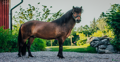  hästar i Karlskoga - Annons 4