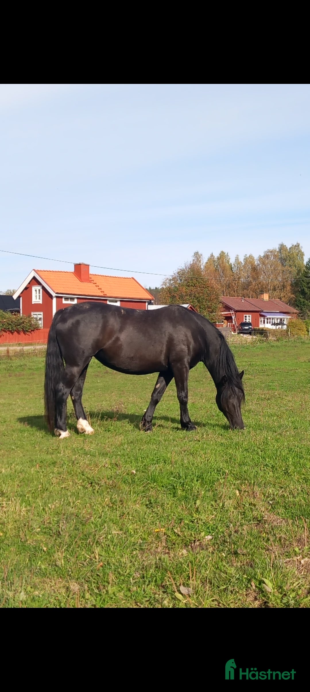 Allround hästar till salu: Snyggt sto söker bästa kompis i Falun - Annons 5