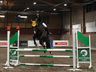 hästar Hjälp med hästar - Annons 14