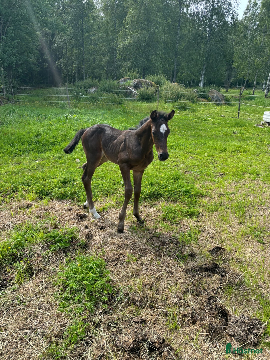 Hoppning hästar till salu: Social kille för framtiden i Vimmerby - Annons 5