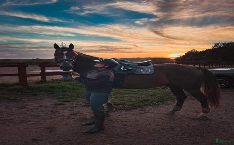  hästar i Vattholma - Annons 12