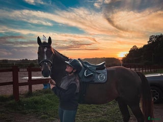 Dressyr hästar till salu: Dressyrhäst för framtiden! i Vattholma - Annons 1