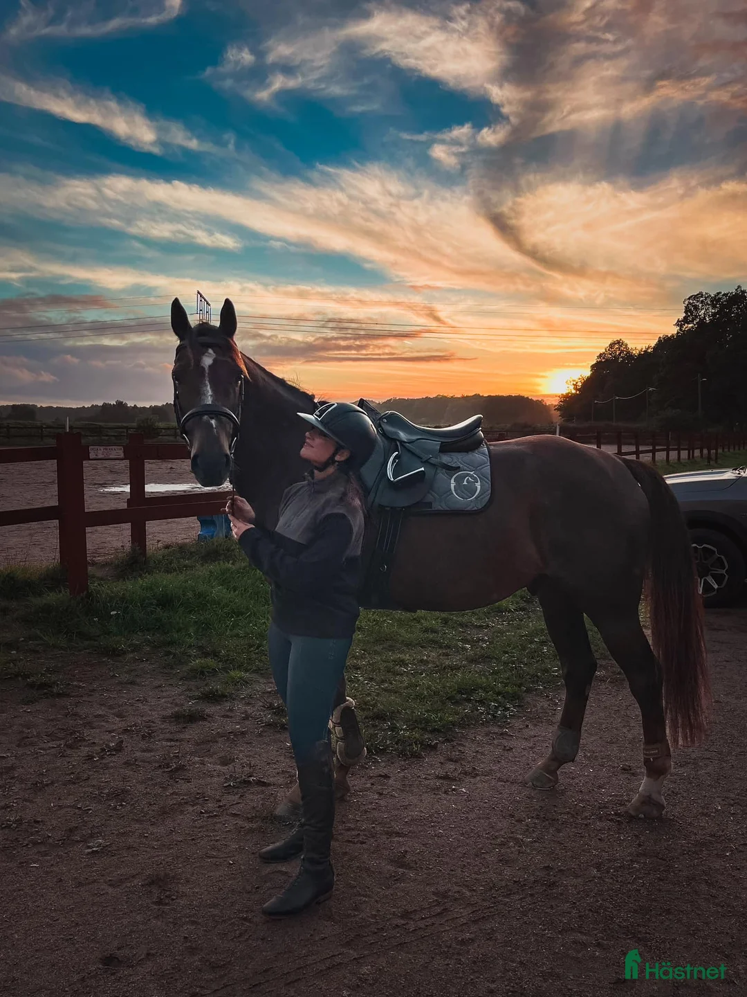 Dressyr hästar till salu: Dressyrhäst för framtiden! - Annons 2