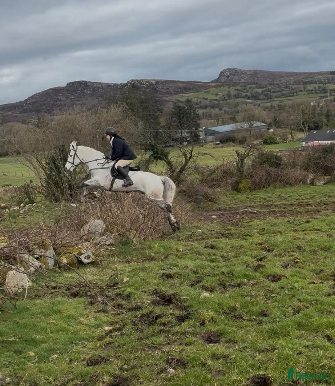 Allround hästar till salu: Oversize Connemara geldings  - Annons 2