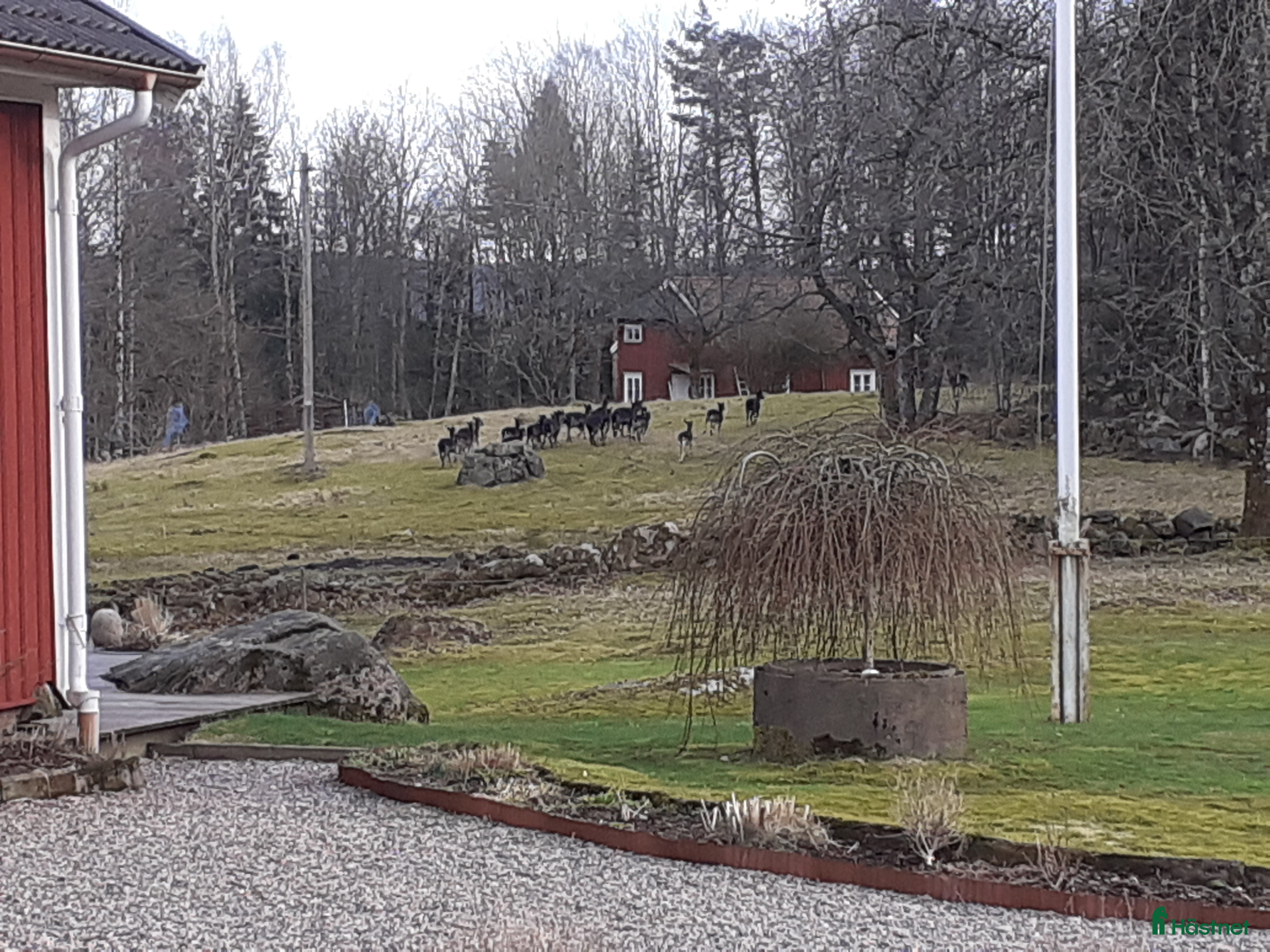  stallplats Sommarbete nära Alingsås  i Alingsås - Annons 2