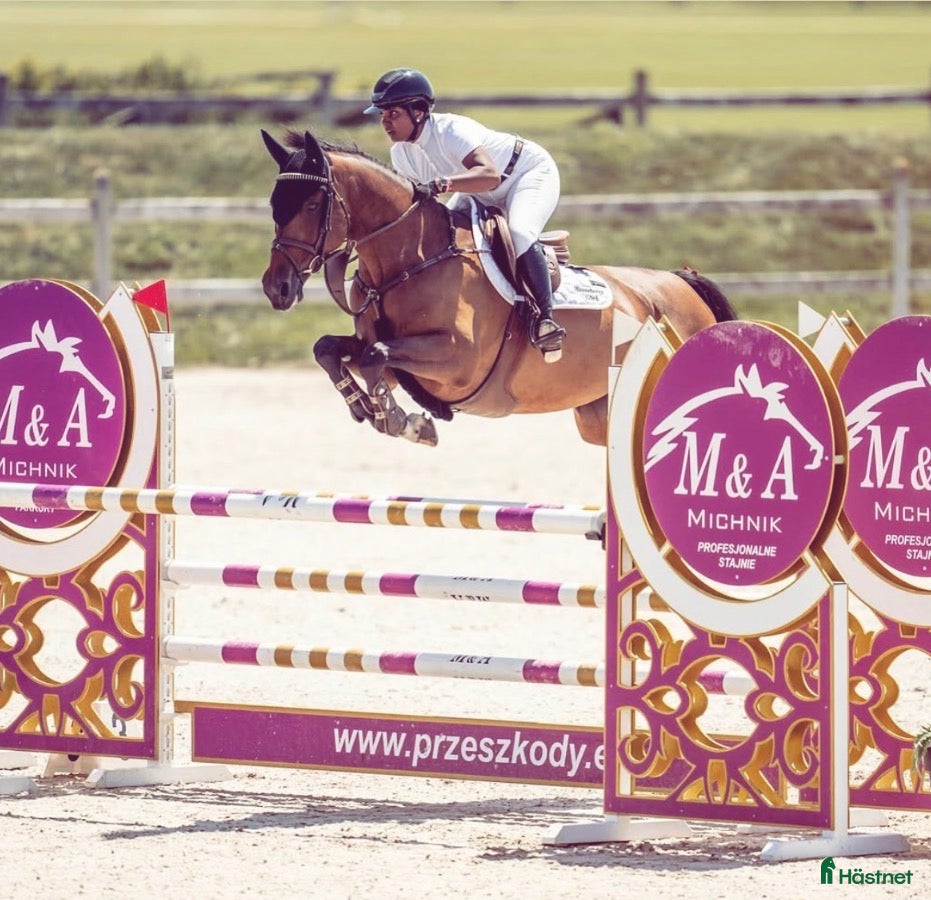  hästar Spektakulärt sto med ett hjärta av guld!!💕🌟 - Annons 1