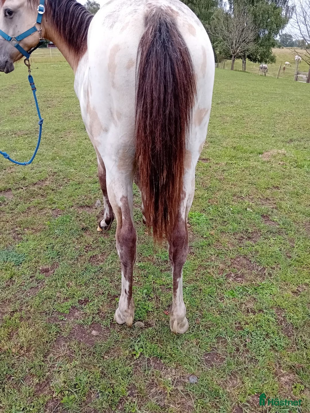 Allround hästar till salu: Appaloosa Colt i Sösdala - Bild 15