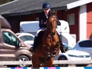 hästar Snäll sportponny - Annons 7