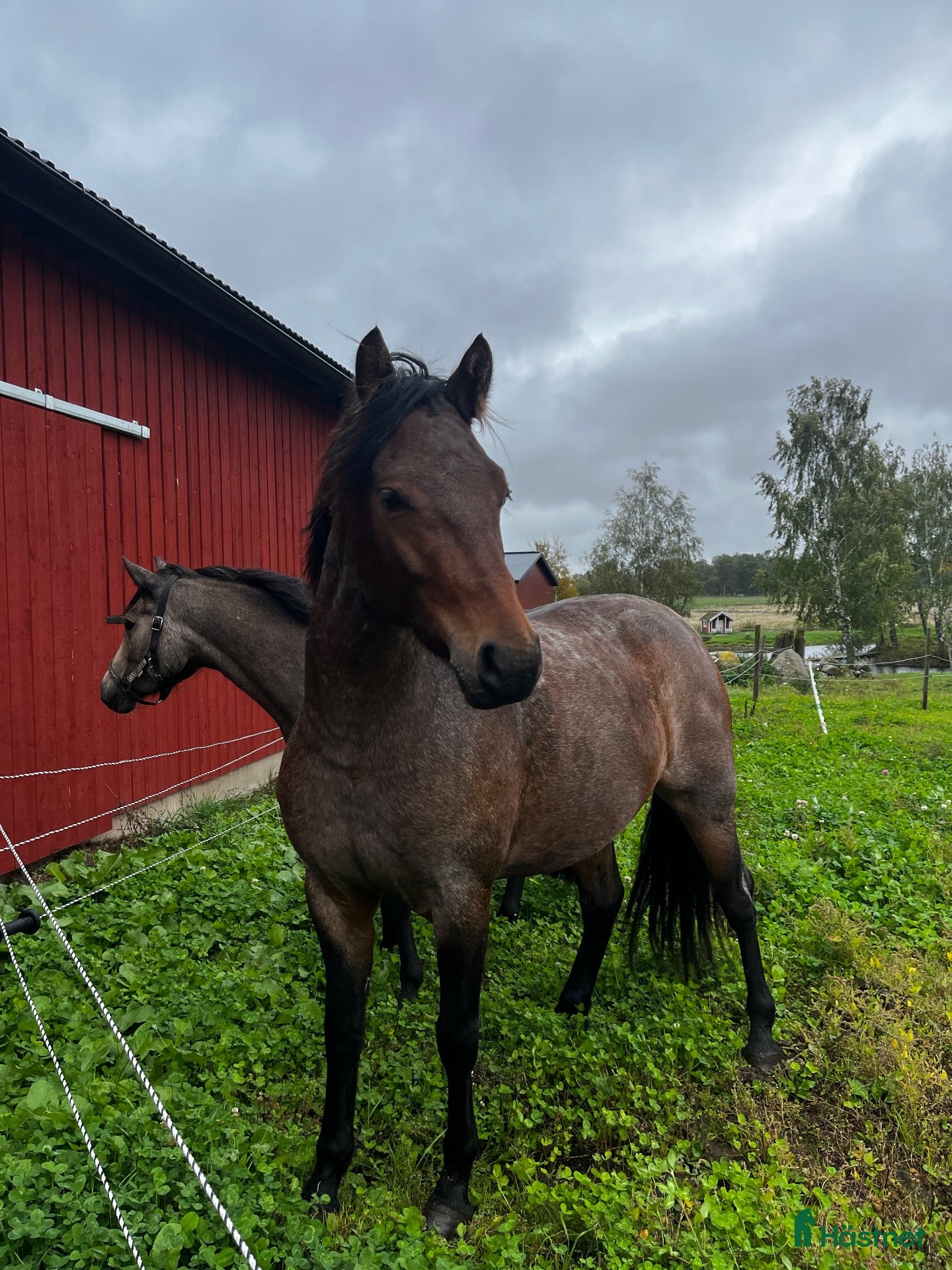  hästar Connemaravalack som söker nytt hem - Annons 10
