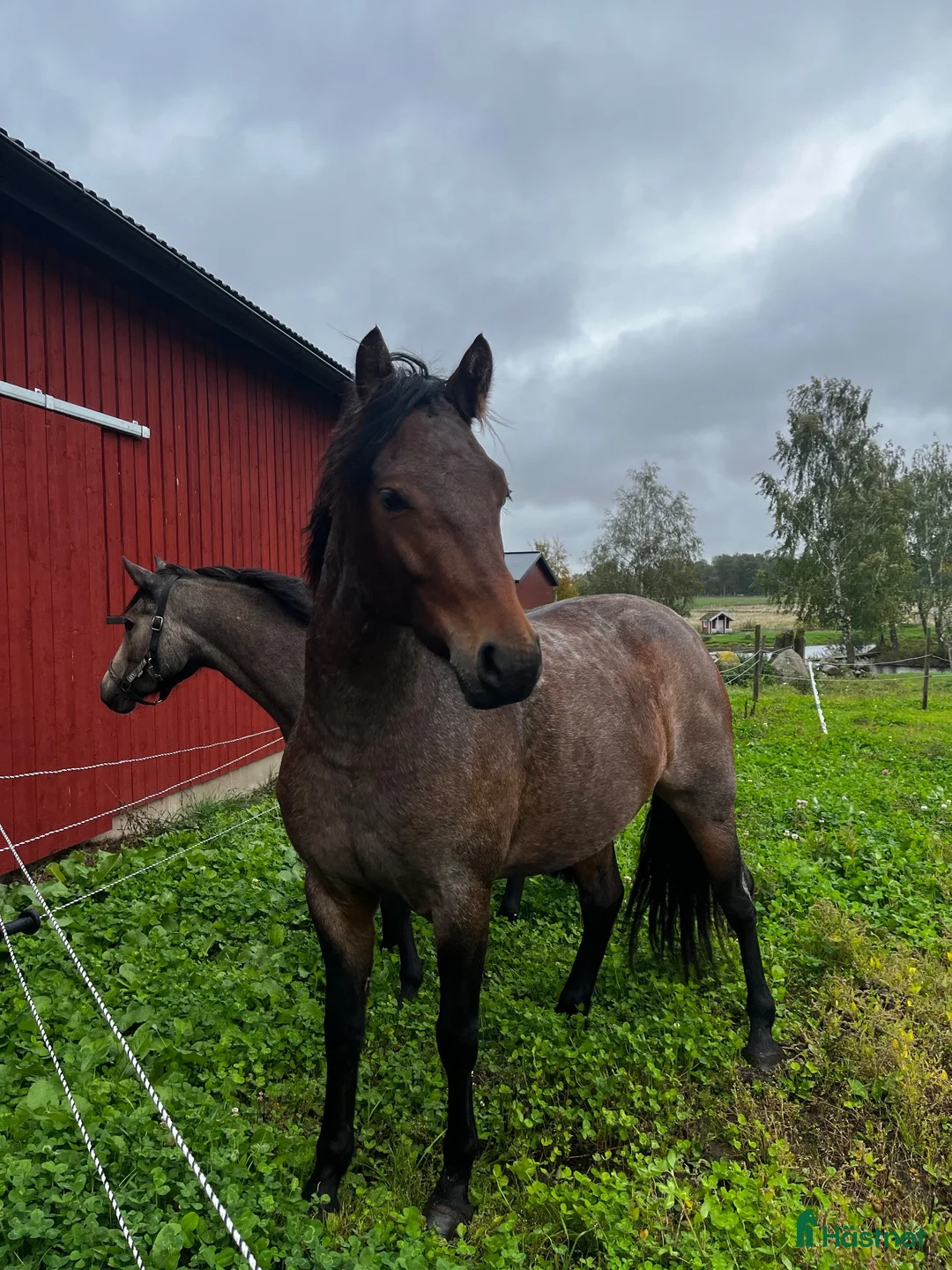 Allround hästar till salu: Connemaravalack som söker nytt hem i Falköping - Annons 1