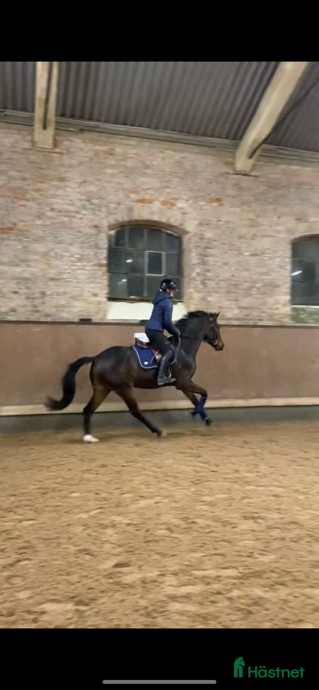 Dressyr hästar till salu: Trevlig sporthäst för framtiden!⭐️ i Flyinge - Annons 2