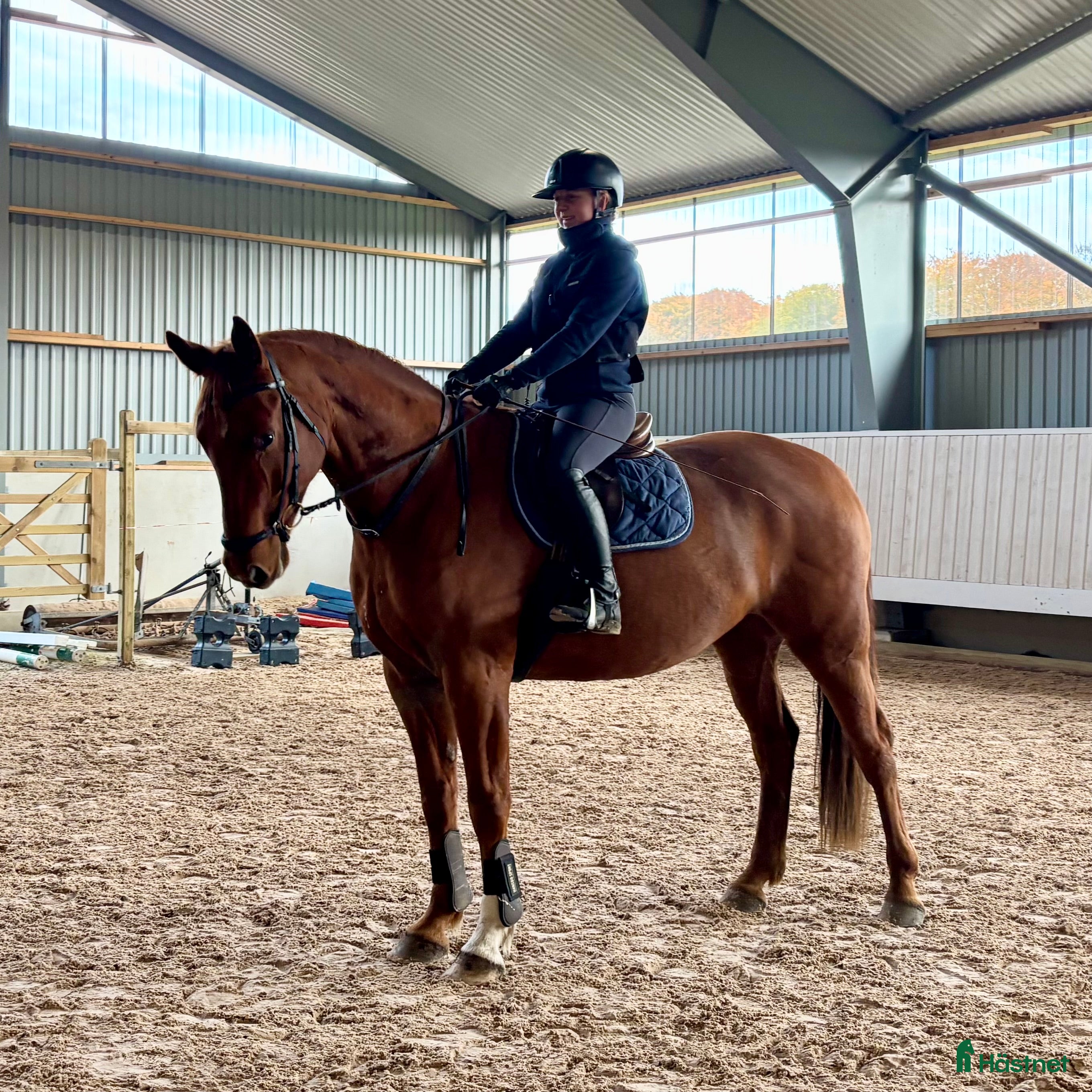  hästar Trevlig valack!  i Höör - Annons 21