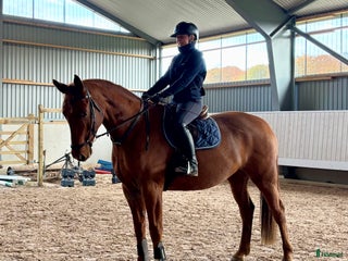 hästar Trevlig valack! i Höör - Annons 14