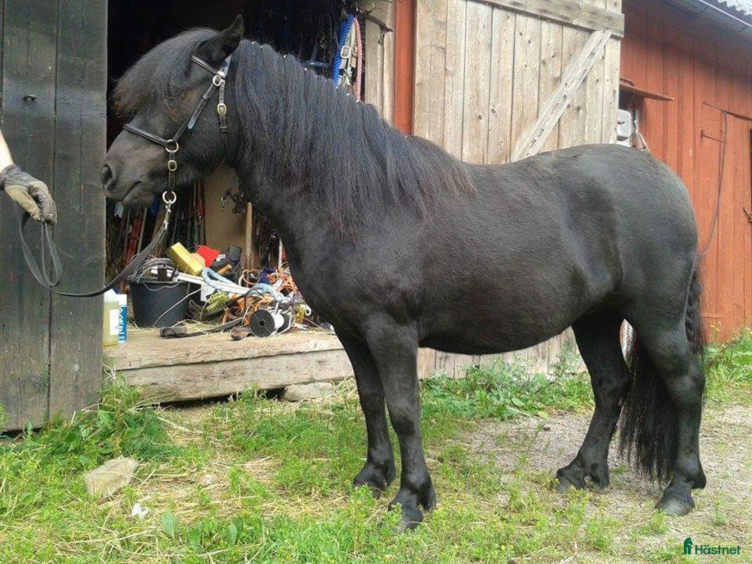 Allround hästar till salu: shetland och russ i Virestad - Annons 2