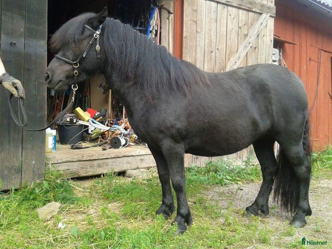 Allround hästar till salu: shetland och russ i Virestad - Annons 2