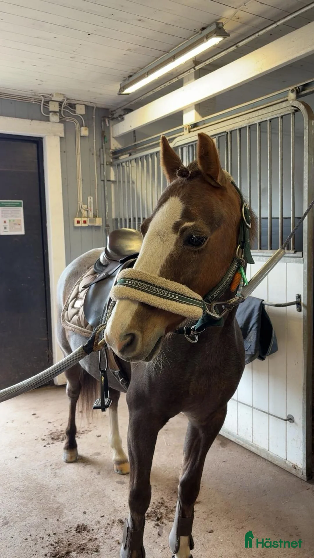 Allround hästar till salu: Klok Welshkille  i Grums - Annons 3