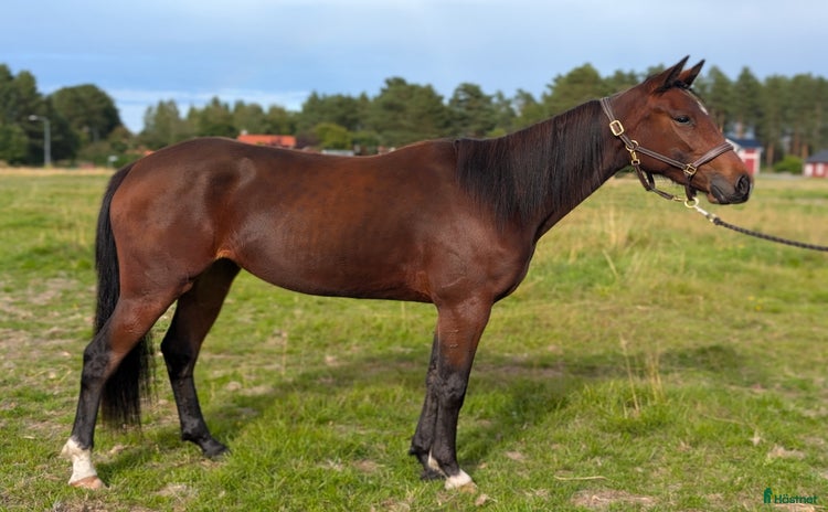  hästar i Bureå - Annons 11