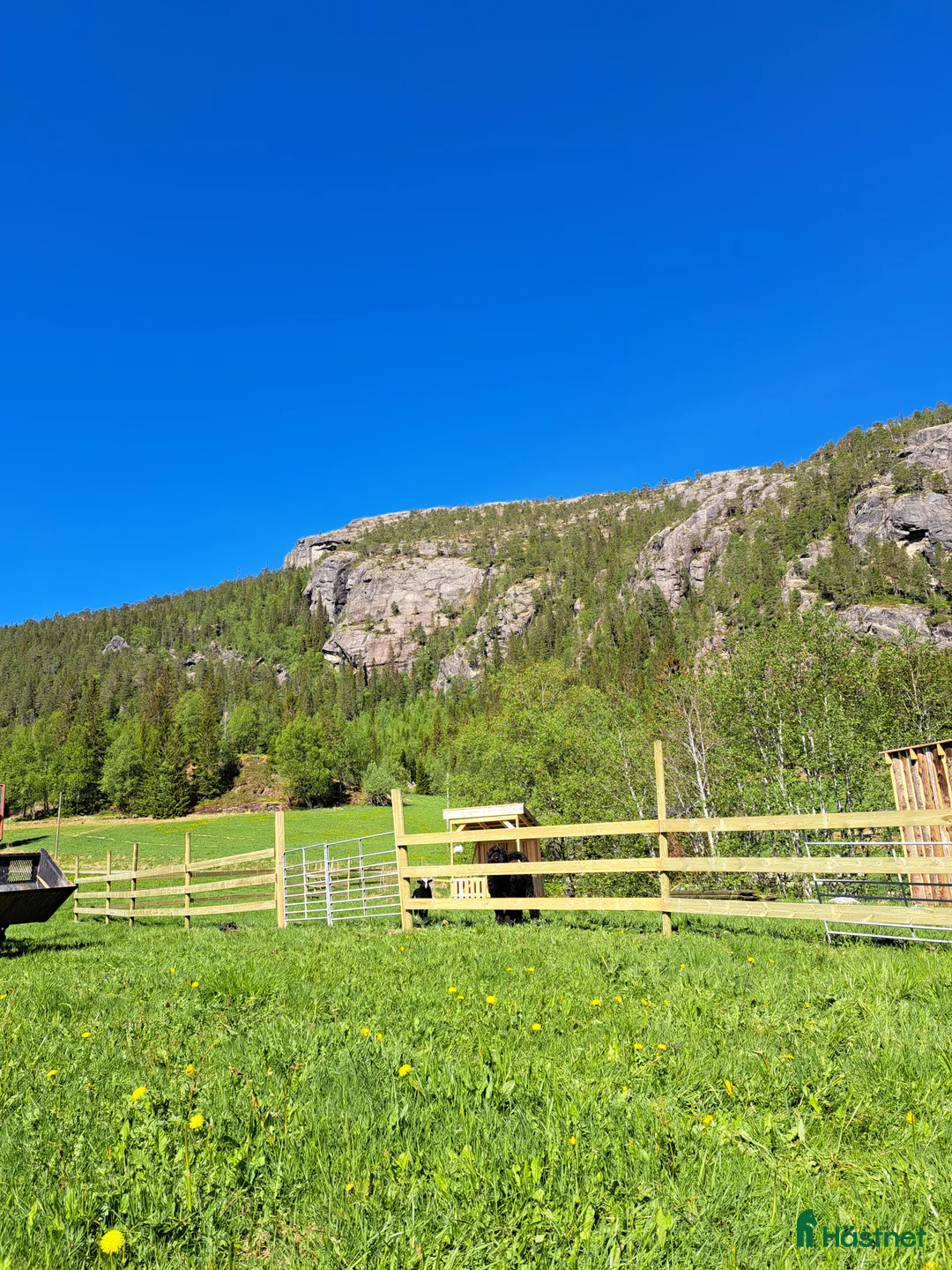 Avelshästar hästar sökes: Köpes: Nordsvensk brukshäst nsh nordsvenskar - Annons 2