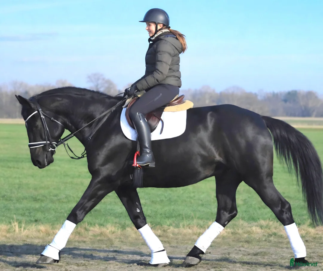 Allround hästar till salu: A real special black Bombproof for New Year - Annons 5