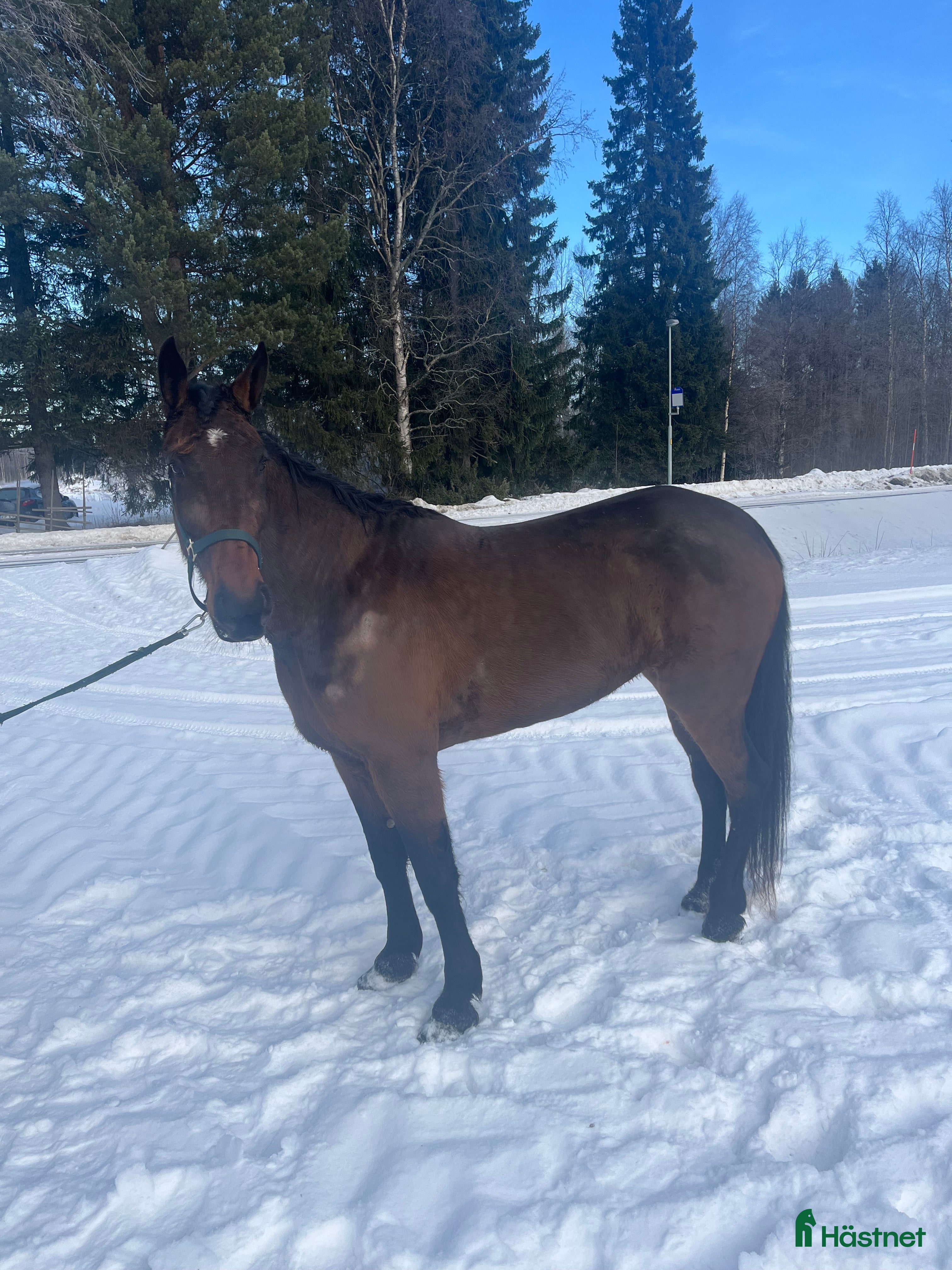  hästar 4-årigt travsto - Annons 2