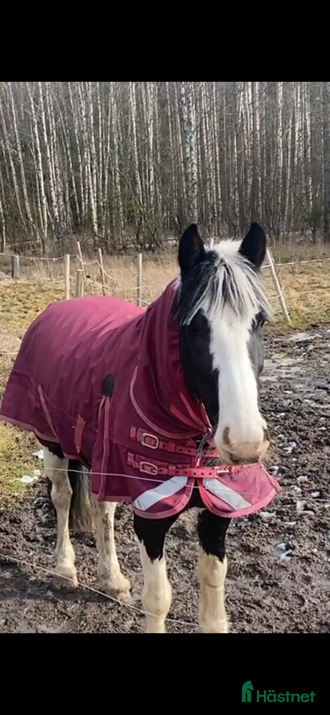  lägenhet till salu: Gårdslägenhet hästgård,lugnt fint,UTHYRES! i Järlåsa - Annons 9