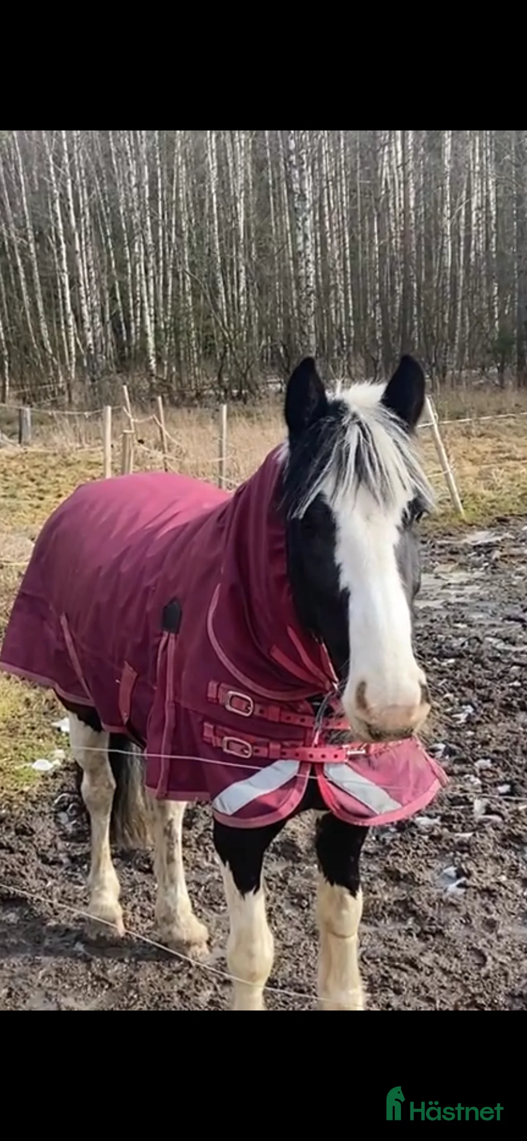  lägenhet till salu: Gårdslägenhet hästgård,lugnt fint,UTHYRES! i Järlåsa - Annons 9