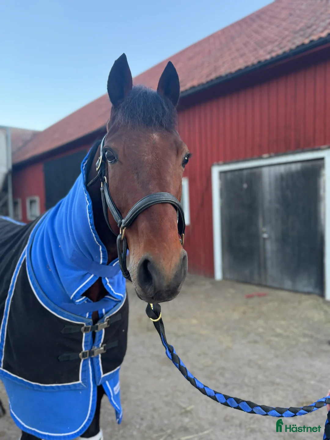 Sällskap hästar till salu: Söker ett bra hem❣️ i Nybro - Annons 3