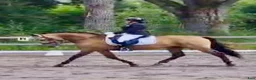 Working Equitation hästar till salu: Kvalitets valack  i Karlskoga - Annons 3