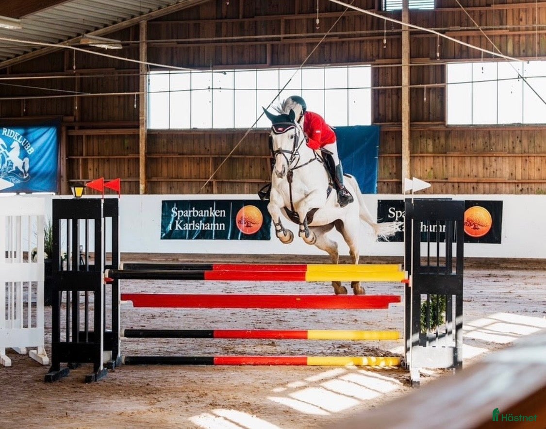  hästar Trevligt avelssto/sällskapshäst i Näsum - Annons 3