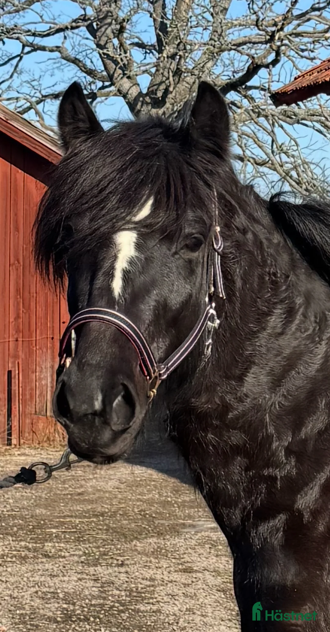 Allround hästar till salu: Kallblodssto - Annons 2