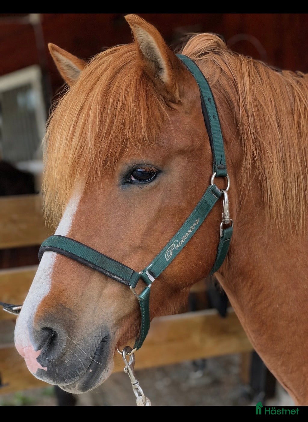  hästar     Välridet sto med hög ridbarhet - Annons 2