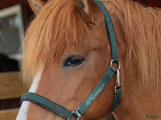 hästar Välridet sto med hög ridbarhet - Annons 2