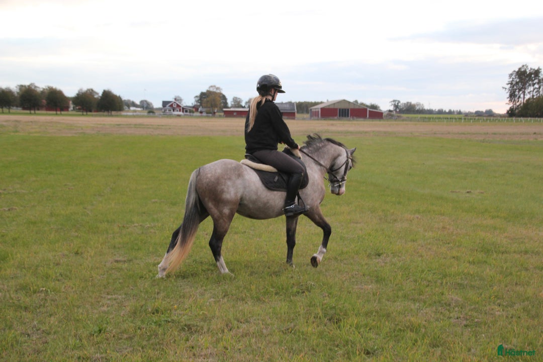 Allround hästar till salu: Welsh ponny  i Lidköping - Annons 2