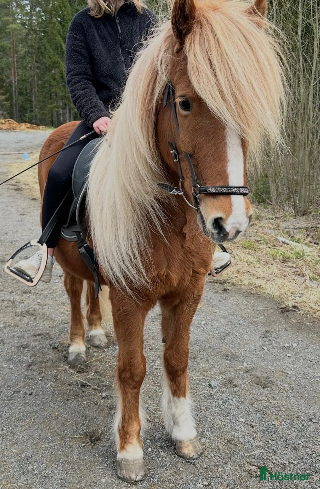 Island hästar till salu: Familjehäst - Annons 1