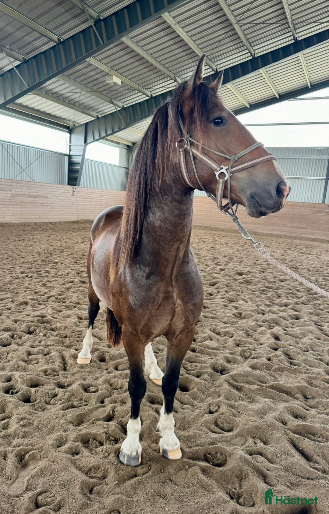 Allround hästar till salu: Vänlig kille för dig med kunskap i Norrköping - Annons 1