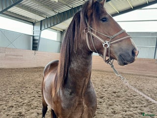 hästar Vänlig kille för dig med kunskap i Norrköping - Annons 8