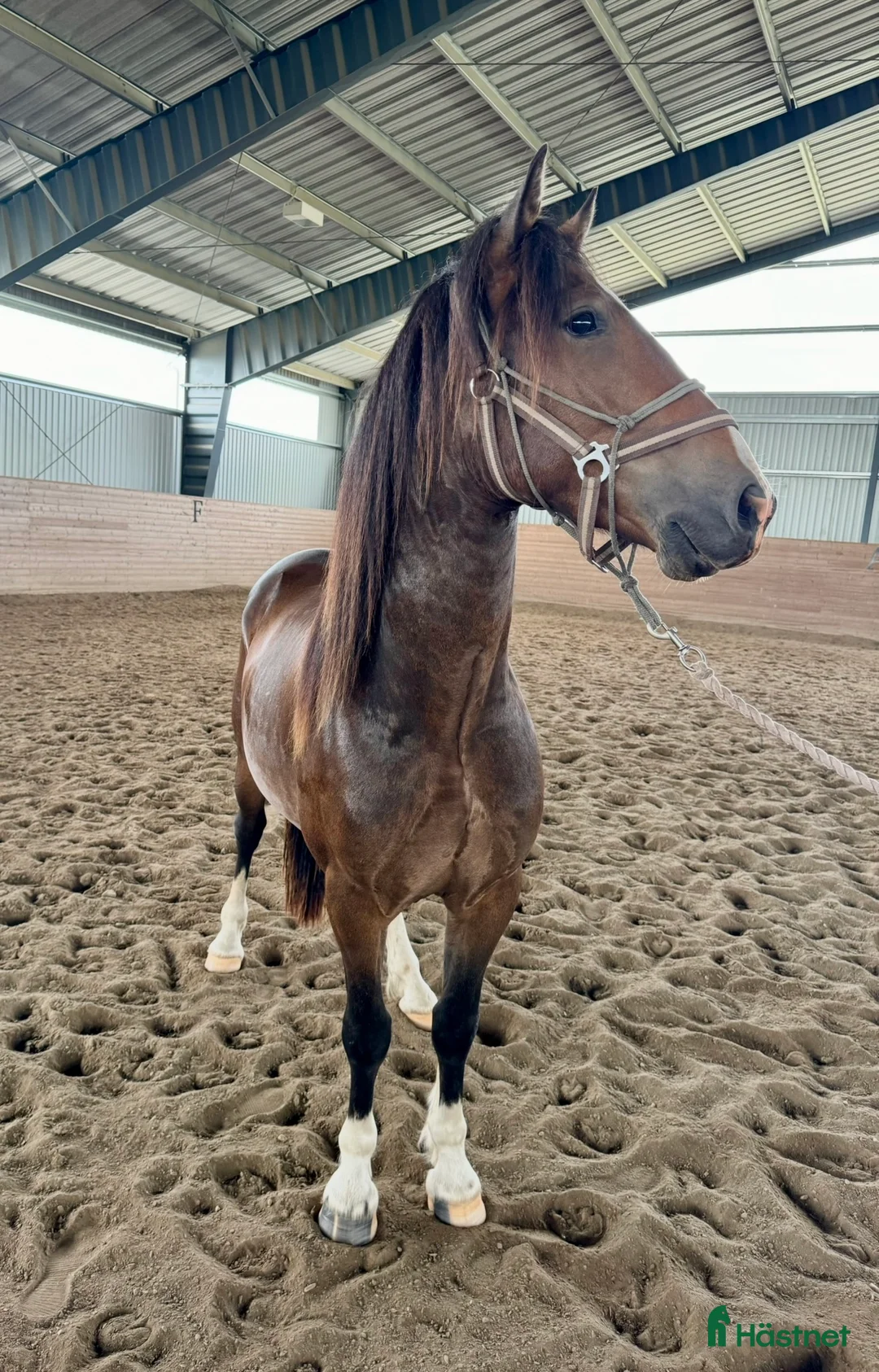 Allround hästar till salu: Vänlig kille för dig med kunskap i Norrköping - Annons 1