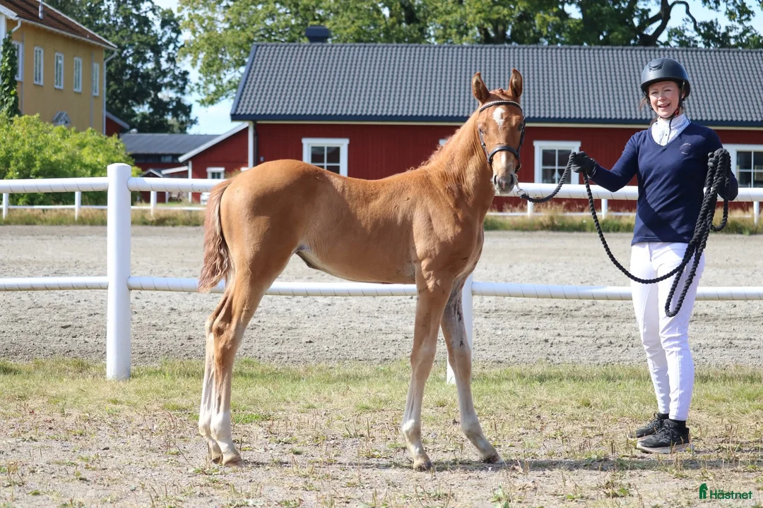 Hoppning hästar till salu: Premieföl✨️ i Väse - Annons 2