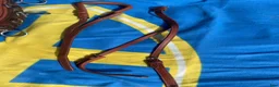 Övrig Hästutrustning hästutrustning till salu: Globus Tömkörningsgjord DeLux, tan – 2 500 kr i Norrtälje - Annons 6