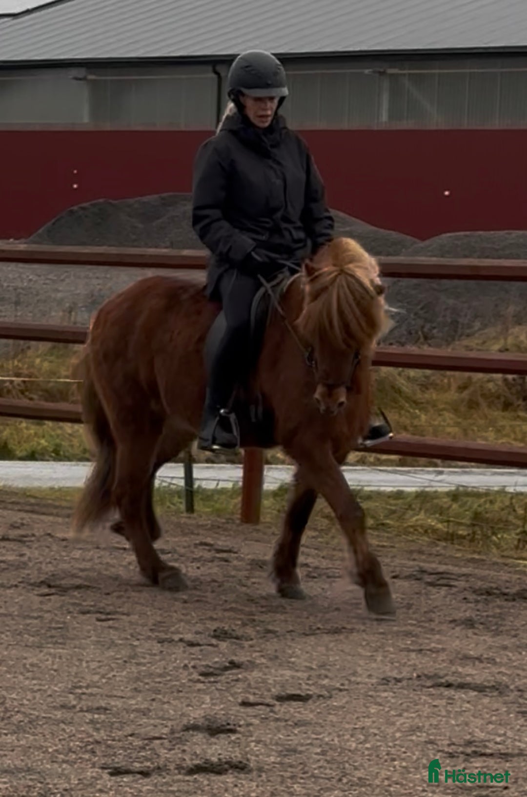 Island hästar till salu: Underbart ungsto! i Skepplanda - Annons 4