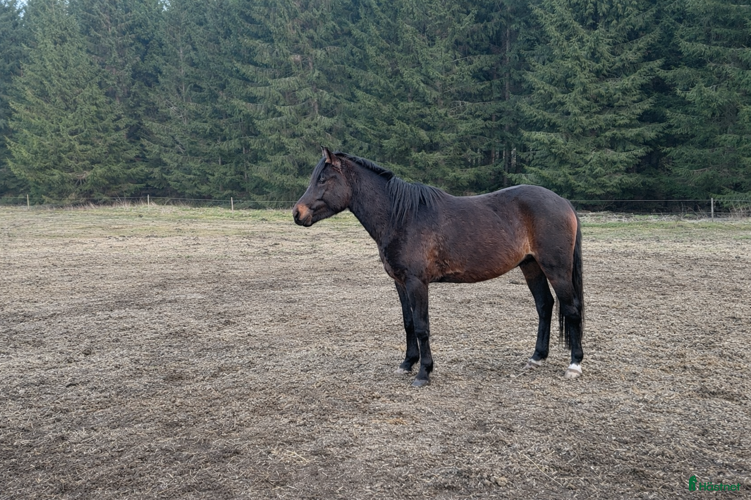 hästar 2-årig Welsh partbred - Annons 1
