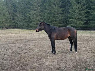 hästar 2-årig Welsh partbred - Annons 1