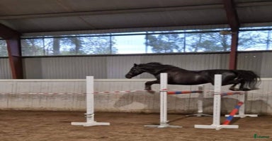  hästar Elegant multi-talang i Svärtinge - Annons 10